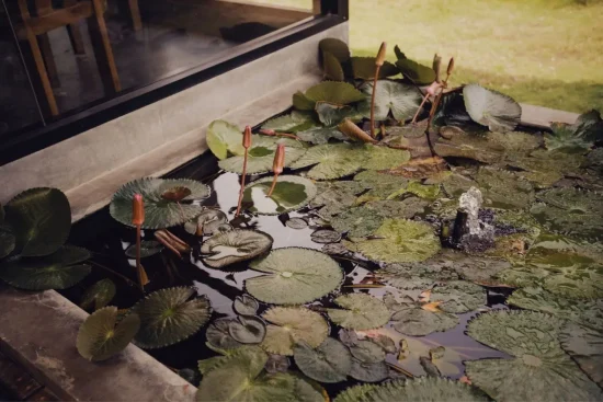 Entretien bassin de jardin : techniques pour obtenir une eau claire durablement