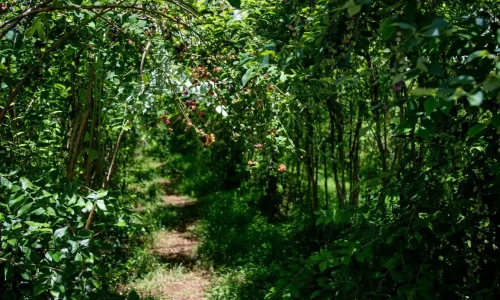 Chemin naturel entouré de feuillage dense et baies colorées, symbole d’un jardin-forêt comestible nourricier et apaisant.