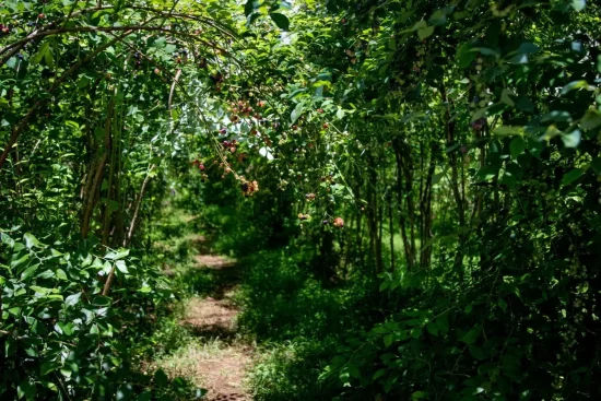 Créer un jardin-forêt comestible : étapes clés et principes de permaculture