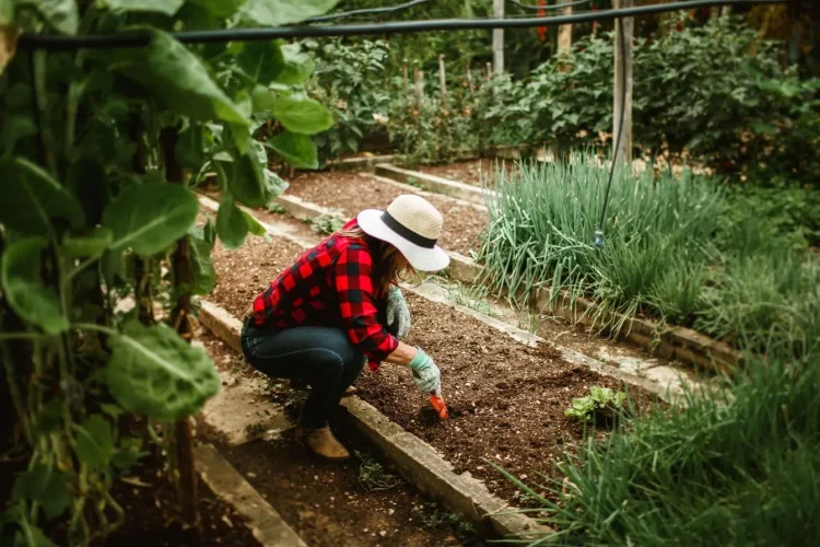 Personne en chapeau travaille sol dans potager, image illustrant la création d’une butte de permaculture pour légumes durables.