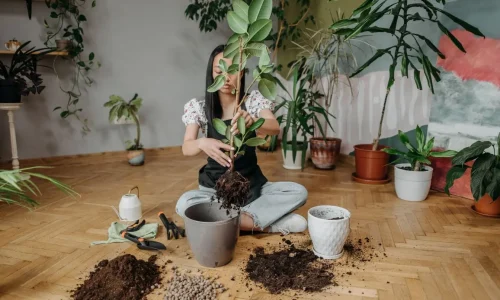 Personne assise au sol entourée de plantes, tenant un grand feuillage au-dessus d’un pot, geste d’entretien du laurier-sauce en intérieur.