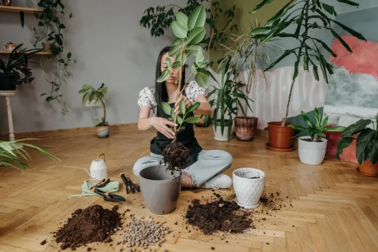 Entretien du laurier-sauce en pot : guide complet pour une plante vigoureuse