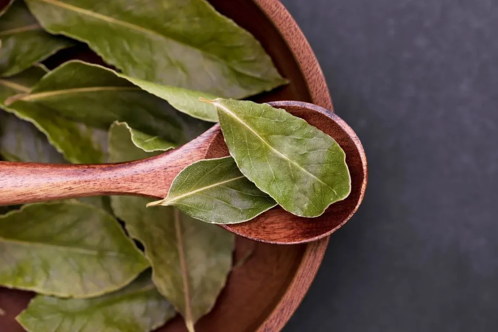 Feuilles de laurier disposées dans une cuillère en bois, reflet du soin apporté à l’entretien du laurier-sauce cultivé en pot.