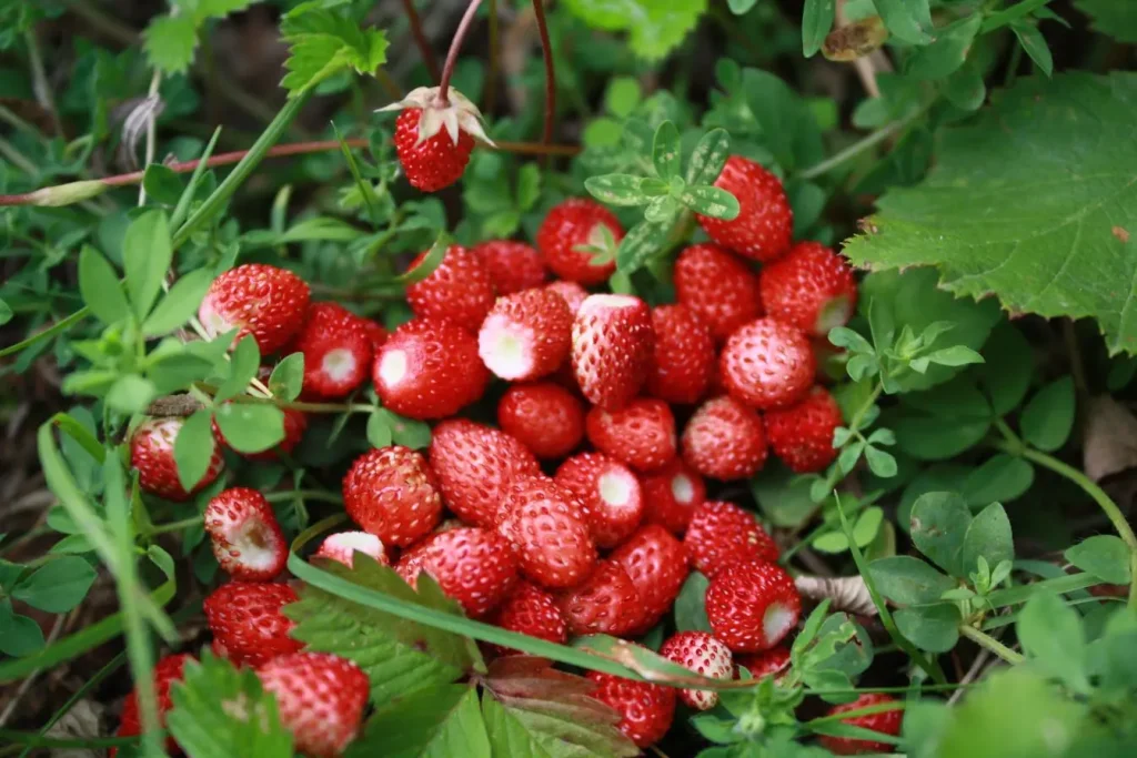 Petites fraises sauvages rouges reposant sur des feuilles vertes, symbole d’un jardin-forêt comestible où la nature offre ses fruits généreusement.