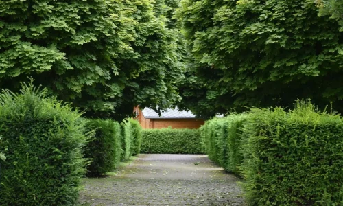 Allée de jardin bordée de haies vertes denses, image illustrant une haie brise-vent protégeant l’espace extérieur.