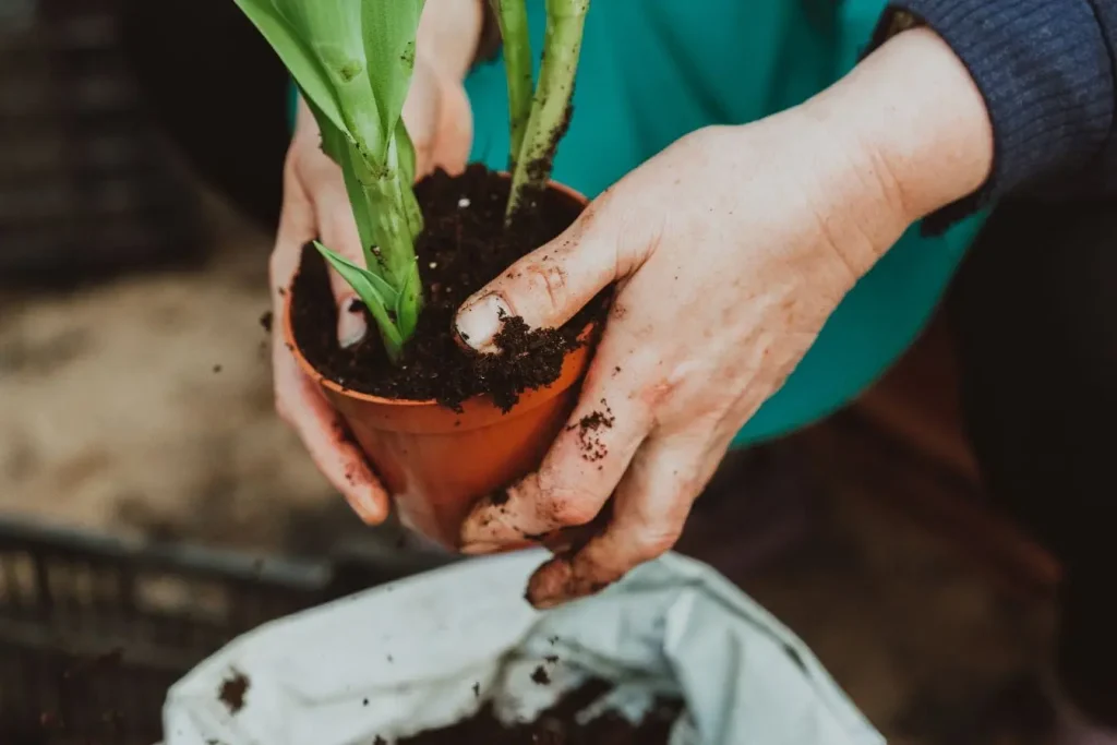 Mains couvertes de terre tiennent petit pot orange avec plante verte, image illustrant des végétaux résistants à la sécheresse faciles à entretenir.
