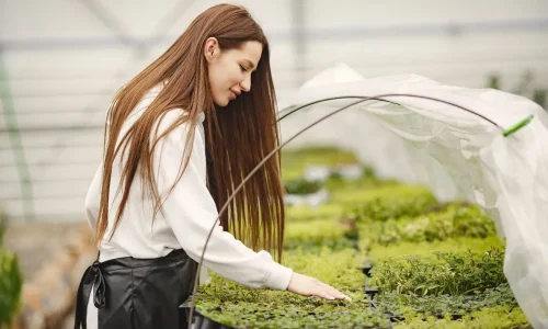 Personne en tablier noir inspectant jeunes plants verts dans serre, image qui illustre l’usage d’une couche chaude pour semis précoces.