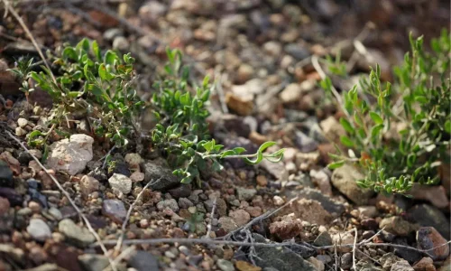 Petites plantes vertes poussant entre cailloux secs, image qui illustre la nécessité de désherber une allée en gravillons sans produits chimiques.