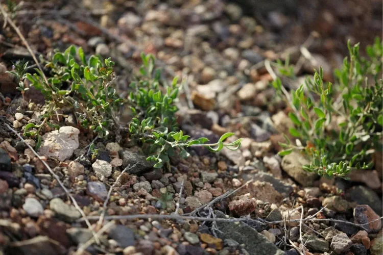 Petites plantes vertes poussant entre cailloux secs, image qui illustre la nécessité de désherber une allée en gravillons sans produits chimiques.