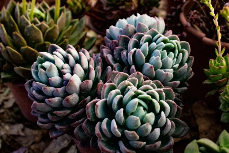 Gros plan sur succulentes en rosettes colorées, image illustrant des plantes résistantes à la sécheresse adaptées aux jardins secs.
