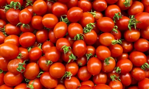 Tomates mûres regroupées avec quelques tiges vertes, reflet de la vitalité apportée par un engrais naturel.