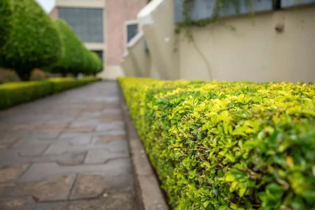 Allée pavée bordée de haies vertes taillées, image qui illustre l’usage d’un brise-vue de jardin pour préserver l’intimité.