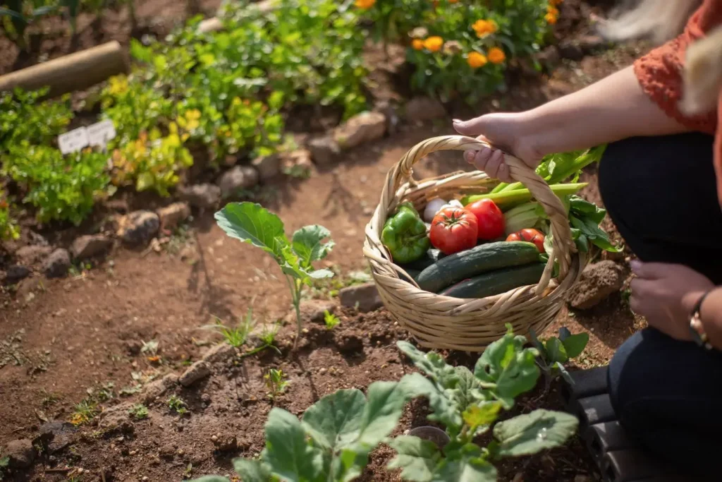 Une personne récolte des légumes frais dans un panier en osier au cœur d'un potager surélevé rempli de tomates, de concombres et de poivrons ensoleillés