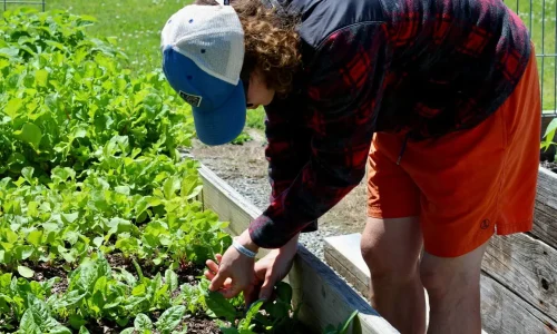 Jardinier vêtu de chemise à carreaux rouges travaillant sur carré potager surélevé, image claire d’une culture organisée.