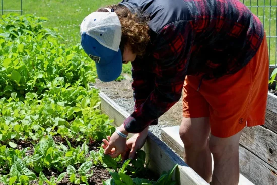 Comment aménager un potager surélevé ? Guide complet pour réussir ses cultures
