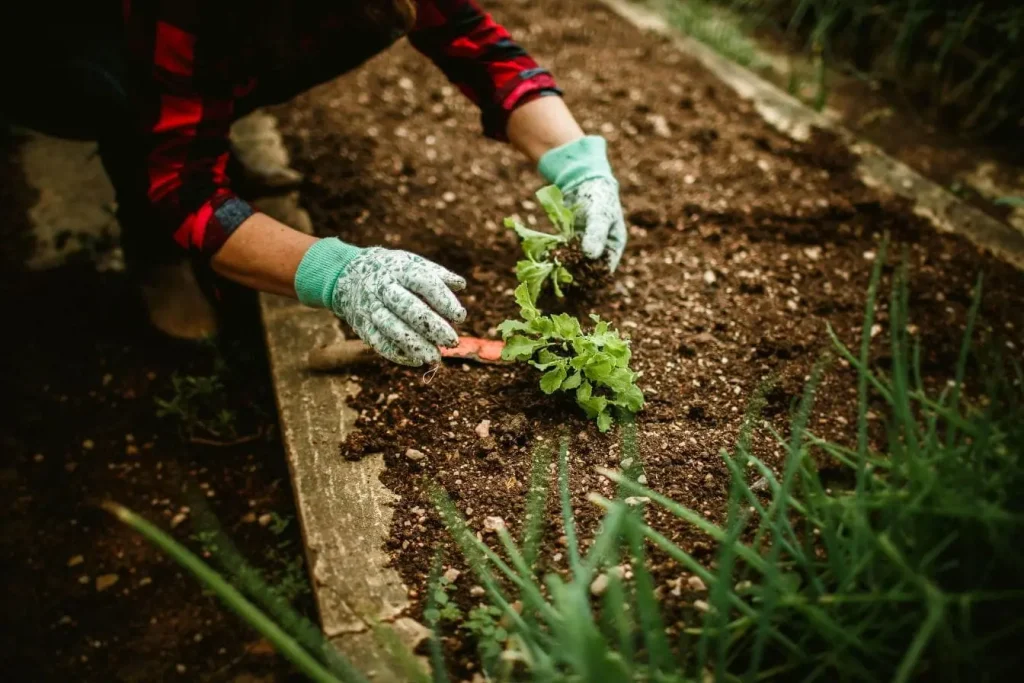 Carré potager surélevé avec sol meuble et outils, reflet d’un aménagement extérieur fonctionnel.